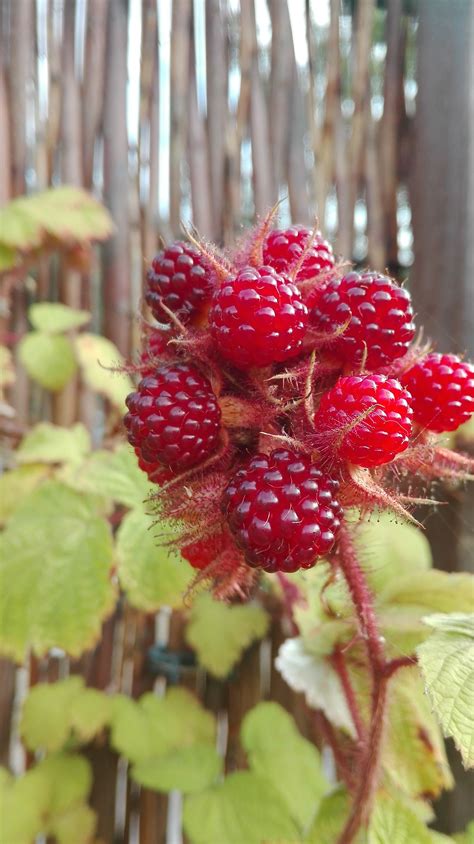 Japanse Wijnbes Rubus Phoenicolasius Eind Juli Rijpe Vrucht