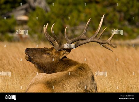 Braune Bullen Paarung Fotos Und Bildmaterial In Hoher Aufl Sung Alamy