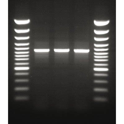 Thermo Scientific DreamTaq PCR Master Mix 2X 4 X 1 25 ML Thermo