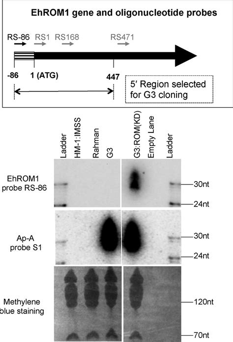 Nucleus Localized Antisense Small Rnas With 5′ Polyphosphate Termini Regulate Long Term