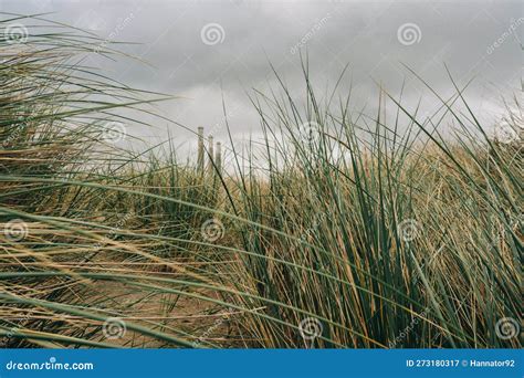 Sand Dunes On The Beach And Native Plants At Morro Bay California