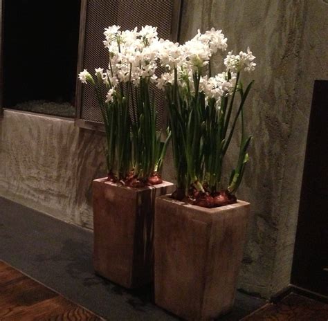 CUSTOM PAPER WHITE ARRANGEMENTS :: Glenwood Weber Design :: Houston,TX