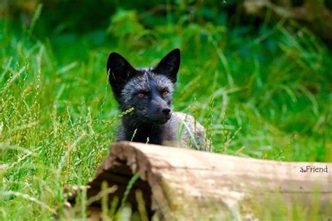 "Somptueux renard noir...!"