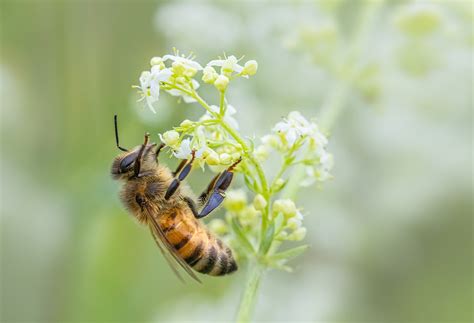 western honey bee flower  photo  pixabay pixabay
