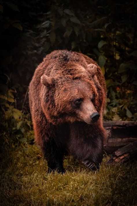 A Large Brown Bear Walking Across A Lush Green Field