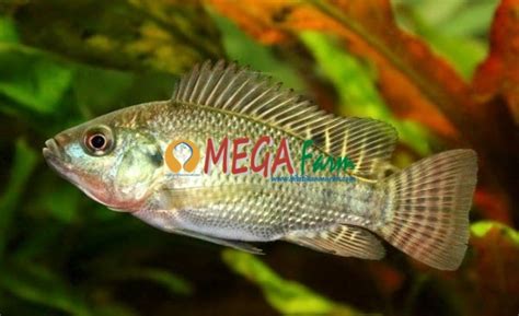 Jual Bibit Ikan Nila Gesit Nirwana Merah Murah Berkualitas