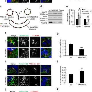 Autophagy Regulates Notch Degradation A Effect Of Autophagy