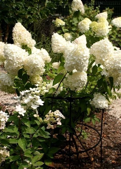 Hortensja Bukietowa Polar Bear Hydrangea Paniculata Sklep Internetowy