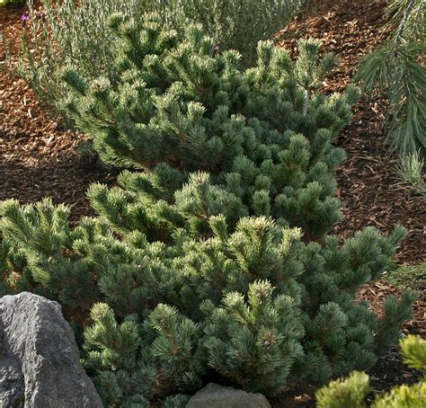 Pinus Parviflora Kinpo Dwarf Japanese White Pine Kigi Nursery