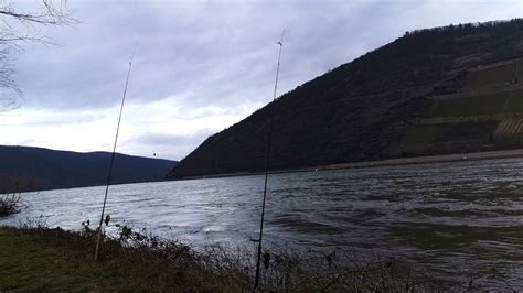 Nachtangeln am Rhein im Winter mit Tauwurm und Köderfisch YouTube