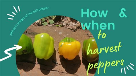 How And When To Harvest Bell Peppers Youtube