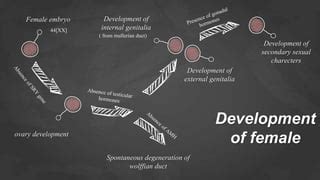 Gonad And Sex Differentiation In Human Pptx