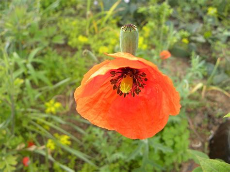 Coquelicot La Fleur D Oranger Photo Gratuite Sur Pixabay Pixabay