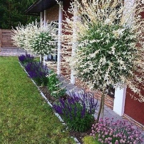 Salix Integra Hakuro Nishiki Tuincentrum Pelckmans Artofit