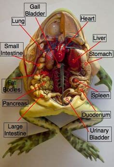 11 Frog dissection ideas | frog dissection, dissection, science biology