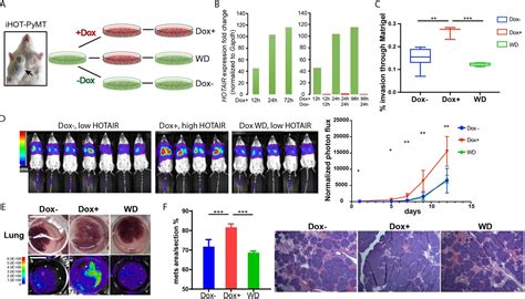 Inducible Lncrna Transgenic Mice Reveal Continual Role Of Hotair In