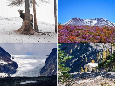 Top Imagenes Del Ecosistema Tundra Destinomexico Mx