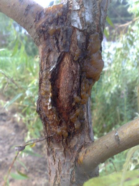 Ландшафтные форумы GARDENER.ru • Просмотр темы - Болезнь ствола