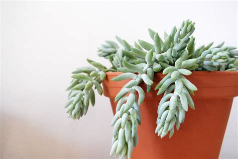 9 Varieties Of Succulent Plants For Indoor Growing