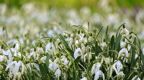 Snowdrops Bunch Flowers Close - Free photo on Pixabay - Pixabay