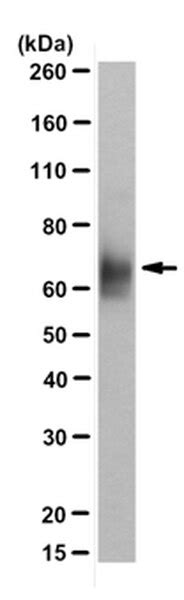 Anti Potassium Channel Kv Antibody Clone K Mabn