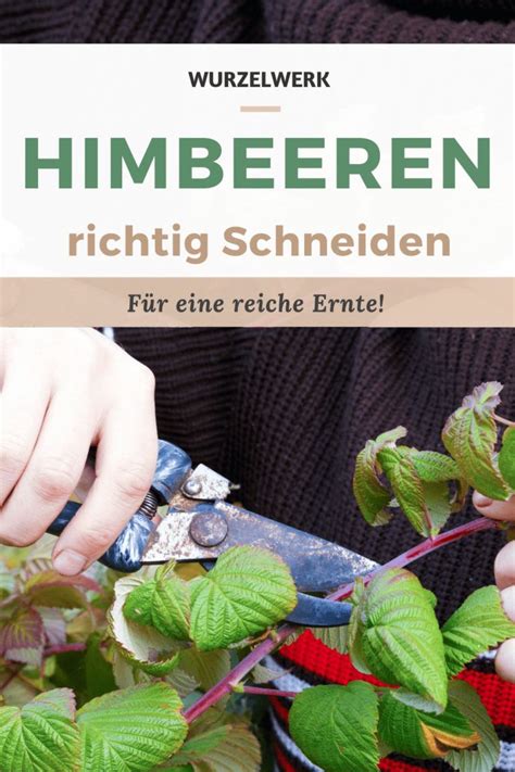 Himbeeren Schneiden Der Ultimative Guide Artofit