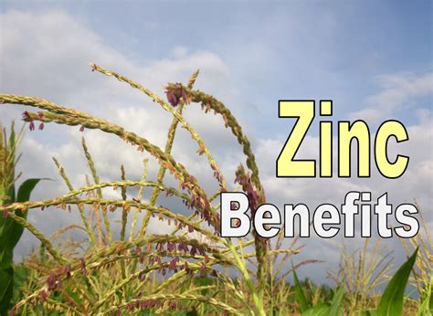 Zinc Benefits, Including Immunity, Fertility, Fighting Cancer