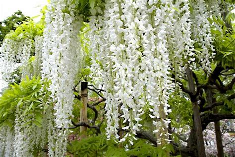 White Wisteria Floribunda Alba Tree Seeds Climbing Flower Vine Plant