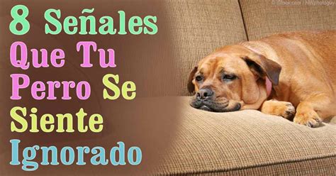 8 Señales Que Indican Que Tu Perro Se Siente Ignorado