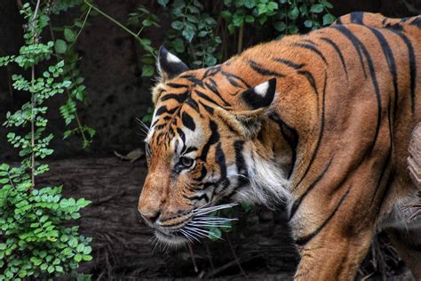 What can be done to stop the poaching of endangered species? - NYK Daily