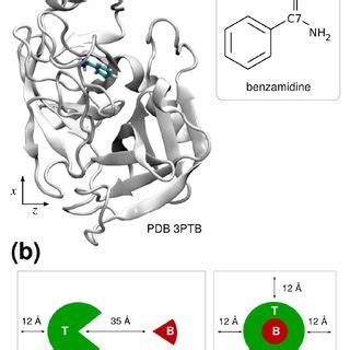 A Crystallographic Bound Structure Of Benzamidine And Trypsin Pdb