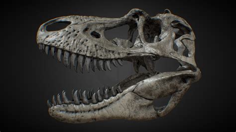 Gorgosaurus skull - low poly - Buy Royalty Free 3D model by Olof ...