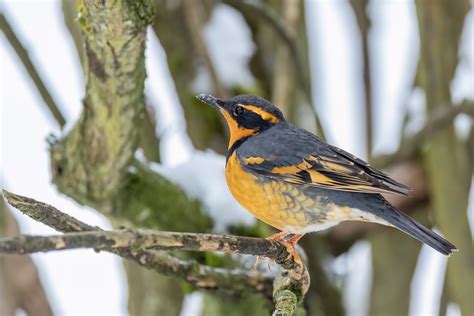 Varied Thrush Another Cold Weather Arrival Tony Spane Flickr