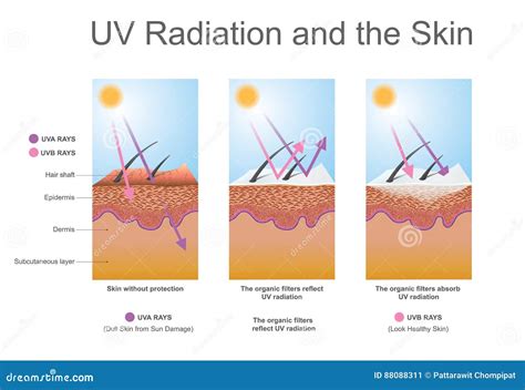 Skin Uv Map