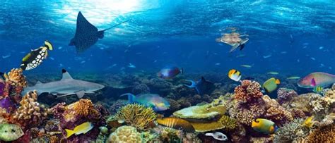 amazing ocean animals   animals