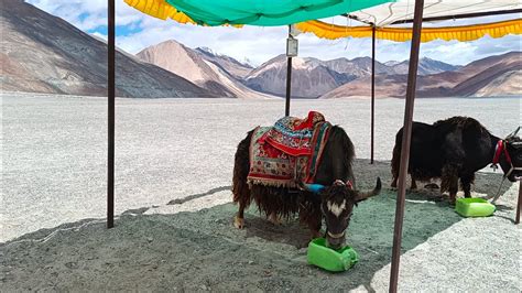 Leh Ladakh To Pangong Lake Some Information Dangerous Road Youtube