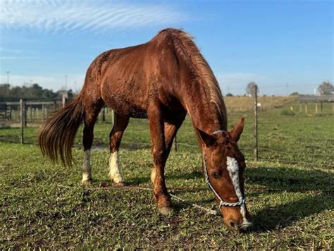 Cavalo Caramelo Engorda Quilos Saiba Como Est O S Mbolo Dos