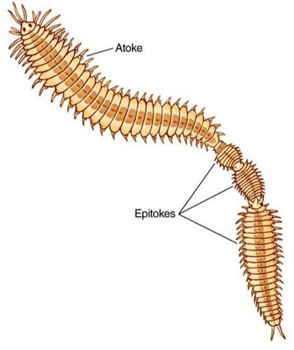 Module 4 Phylum Annelida Taxonomy Flashcards Quizlet