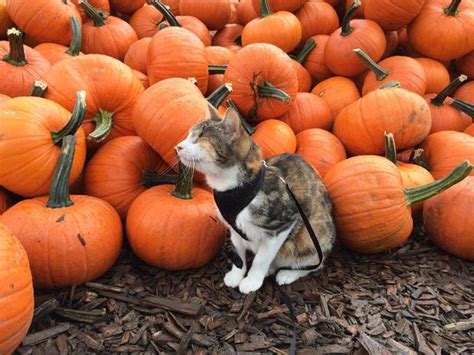 Honey Bee The Blind Cat Celebrates Her First Halloween With A Visit To