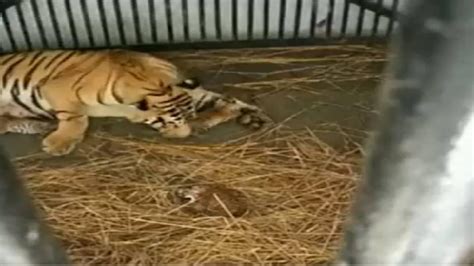 West Bengal Tigress Gives Birth To Three Cubs At Bengal Safari Park In Siliguri National