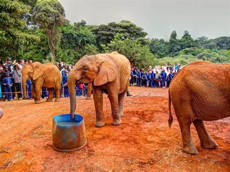 The David Sheldrick Wildlife Trust Sheldrick Wildlife Trust David