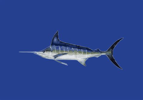 Bigeye Tuna Tuna Australia