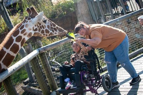 These 10 Zoos Are The Best In The Nation Usa Today 10best Readers Say