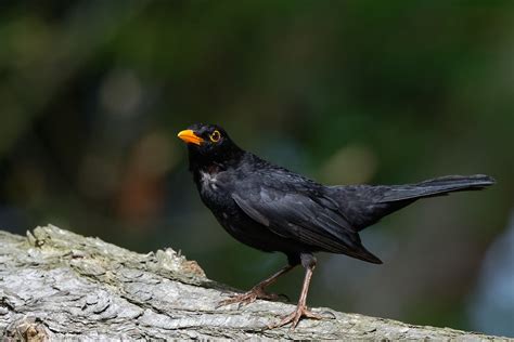 à défaut de Grive Un merle Dahouët Bretagne Josie Staehle