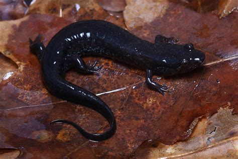 Chattooga Dusky Salamander Desmognathus Perlapsus Flickr