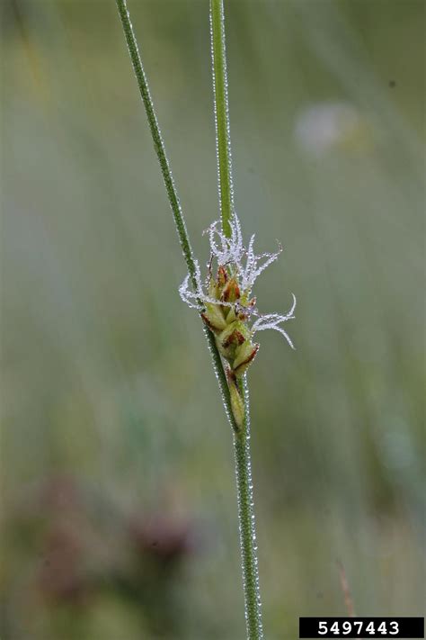 Fewseed Sedge Carex Oligosperma Michx