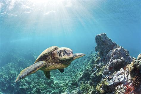 Sea Turtle At Maui Reef Photograph By Monica And Michael Sweet