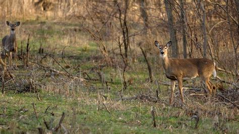 Everything Tennessee sportsmen should know about gun hunting season for deer