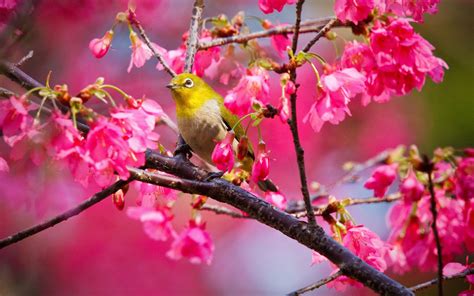 Birds and Flowers Desktop Wallpapers - Top Free Birds and Flowers ...