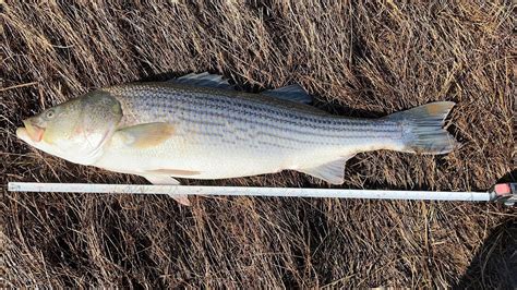 Striped Bass Fishing Miramichi Youtube